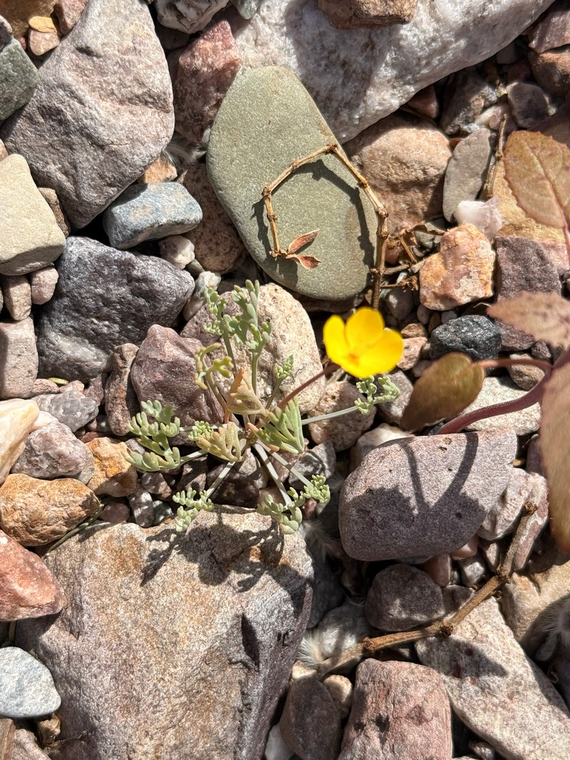 Eschscholzia minutiflora subsp. covillei photo 3