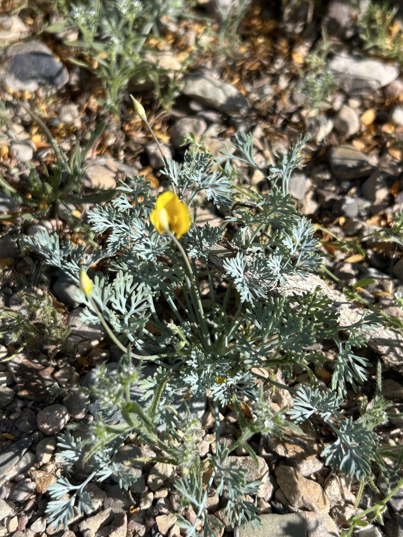 Eschscholzia minutiflora subsp. covillei photo 4