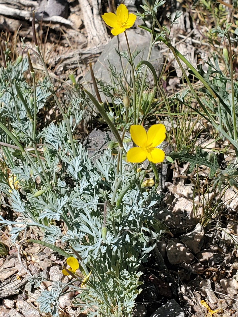 Eschscholzia minutiflora subsp. covillei photo 5