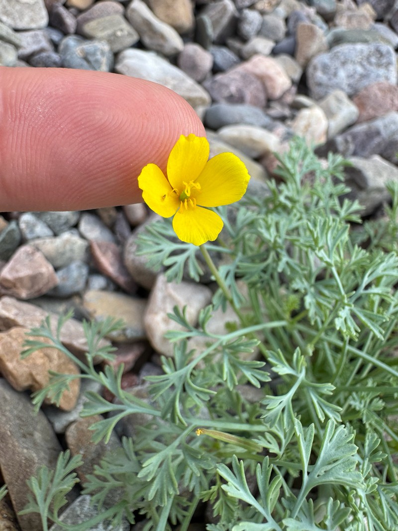 Eschscholzia minutiflora subsp. covillei photo 6