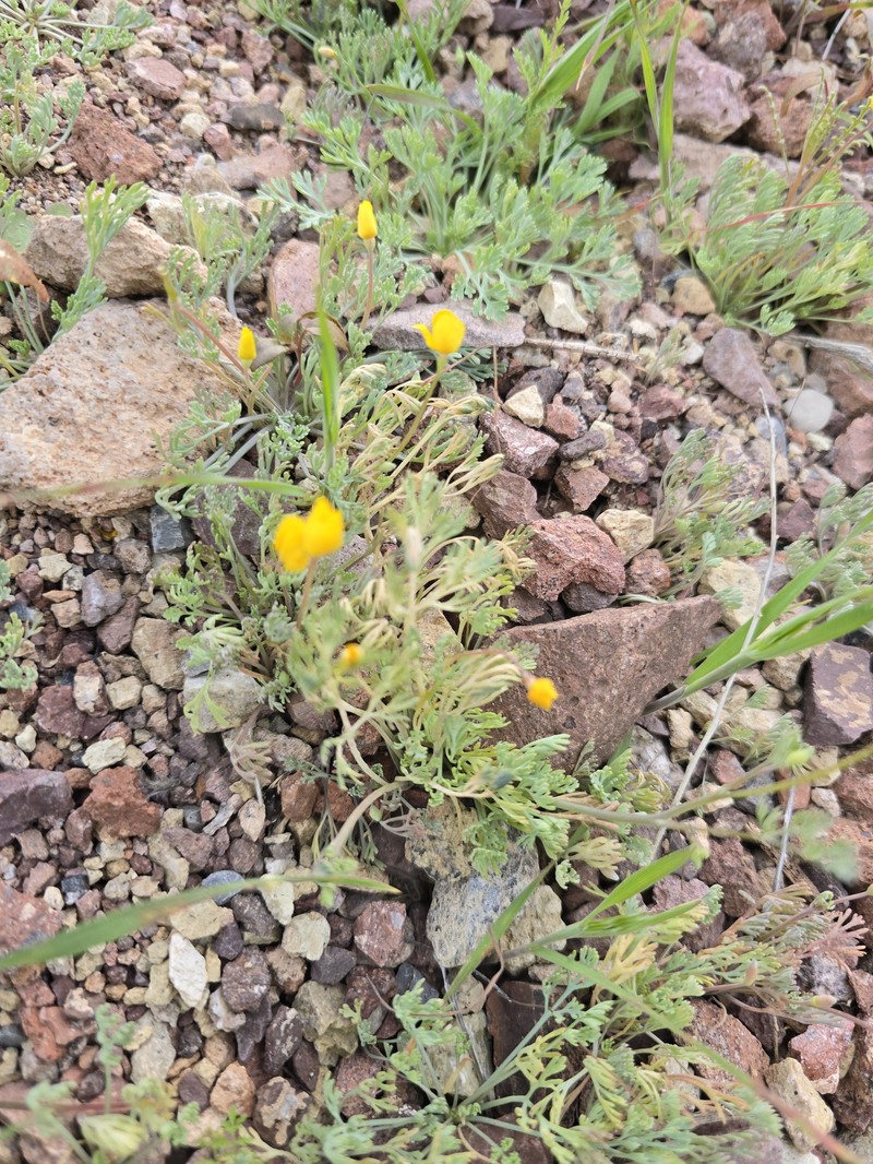 Eschscholzia minutiflora subsp. covillei photo 7