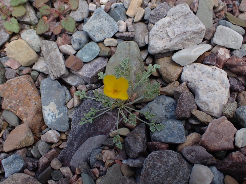 Eschscholzia minutiflora subsp. covillei photo 8