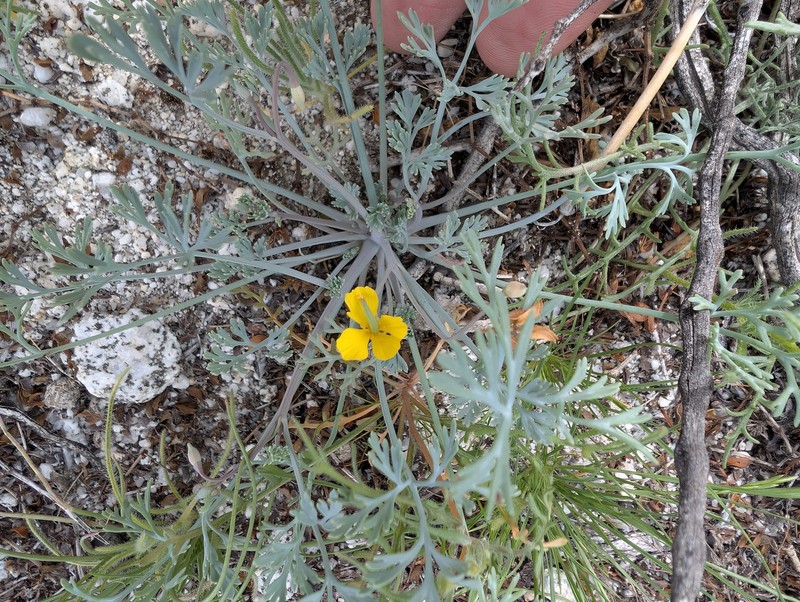Eschscholzia minutiflora subsp. minutiflora