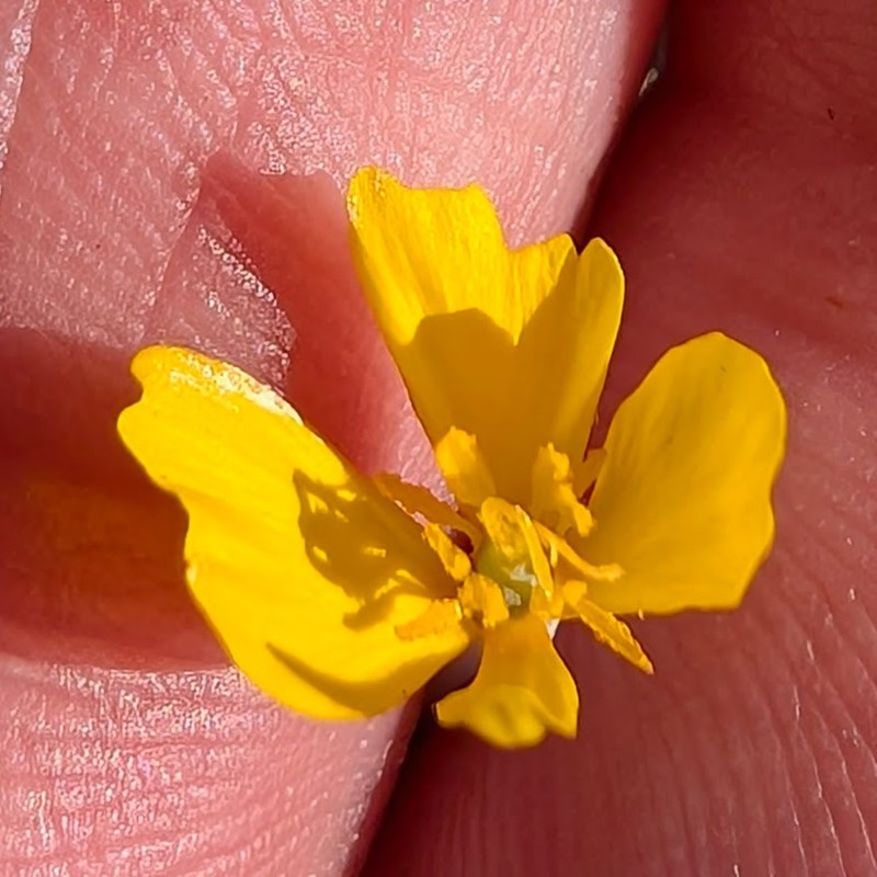 Eschscholzia minutiflora subsp. minutiflora photo 2