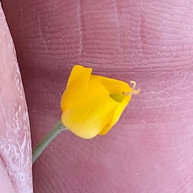 Eschscholzia minutiflora subsp. minutiflora photo 3