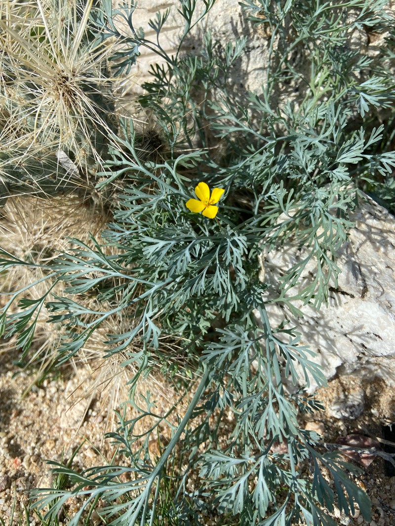 Eschscholzia minutiflora subsp. minutiflora photo 4
