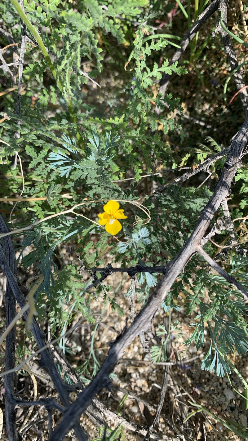 Eschscholzia minutiflora subsp. minutiflora photo 5