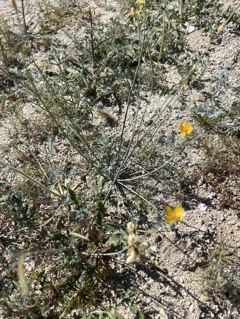 Eschscholzia minutiflora subsp. minutiflora photo 6