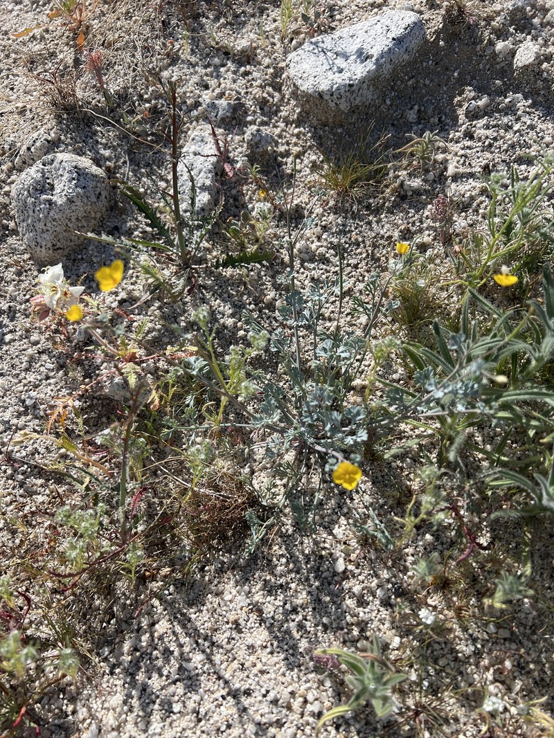 Eschscholzia minutiflora subsp. minutiflora photo 8
