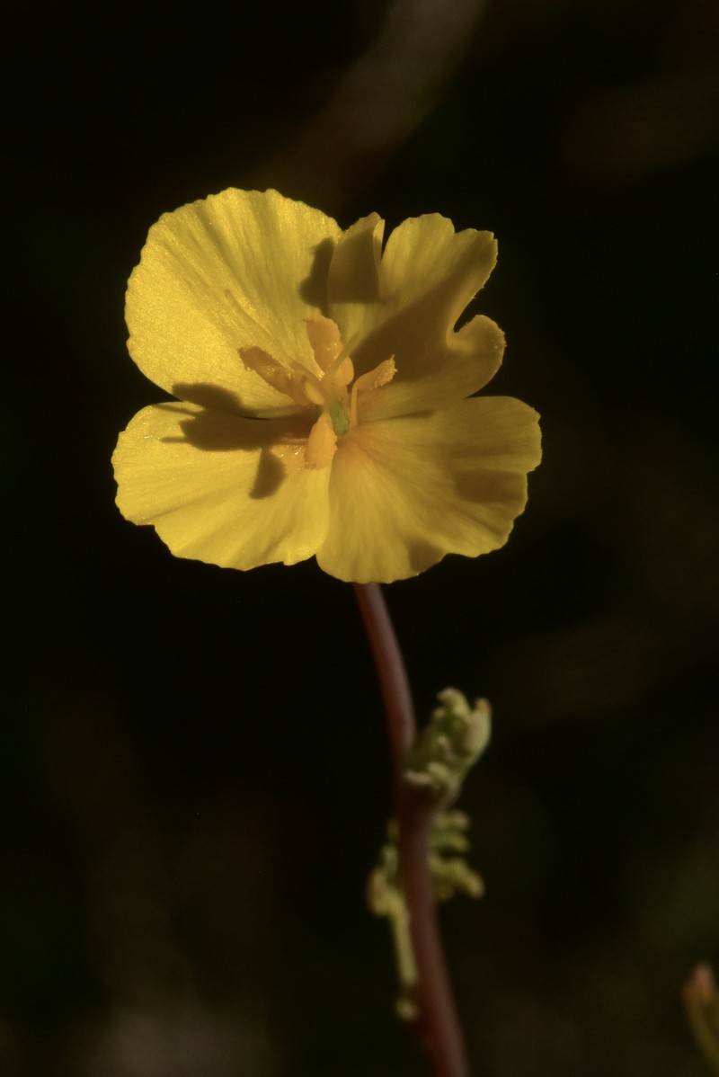 Eschscholzia minutiflora subsp. twisselmannii