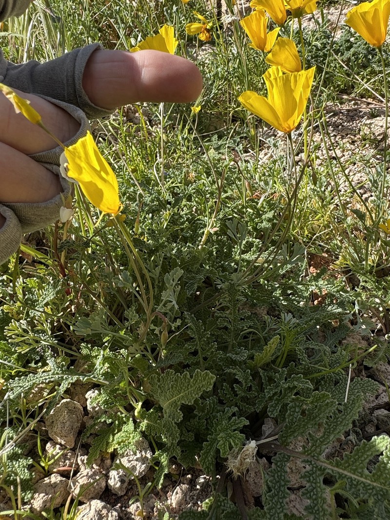 Eschscholzia minutiflora subsp. twisselmannii photo 2
