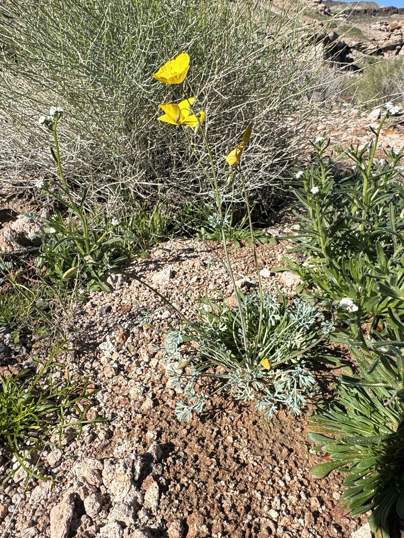 Eschscholzia minutiflora subsp. twisselmannii photo 3
