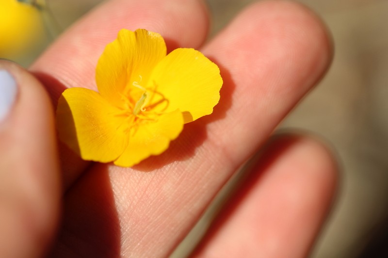 Eschscholzia minutiflora subsp. twisselmannii photo 5