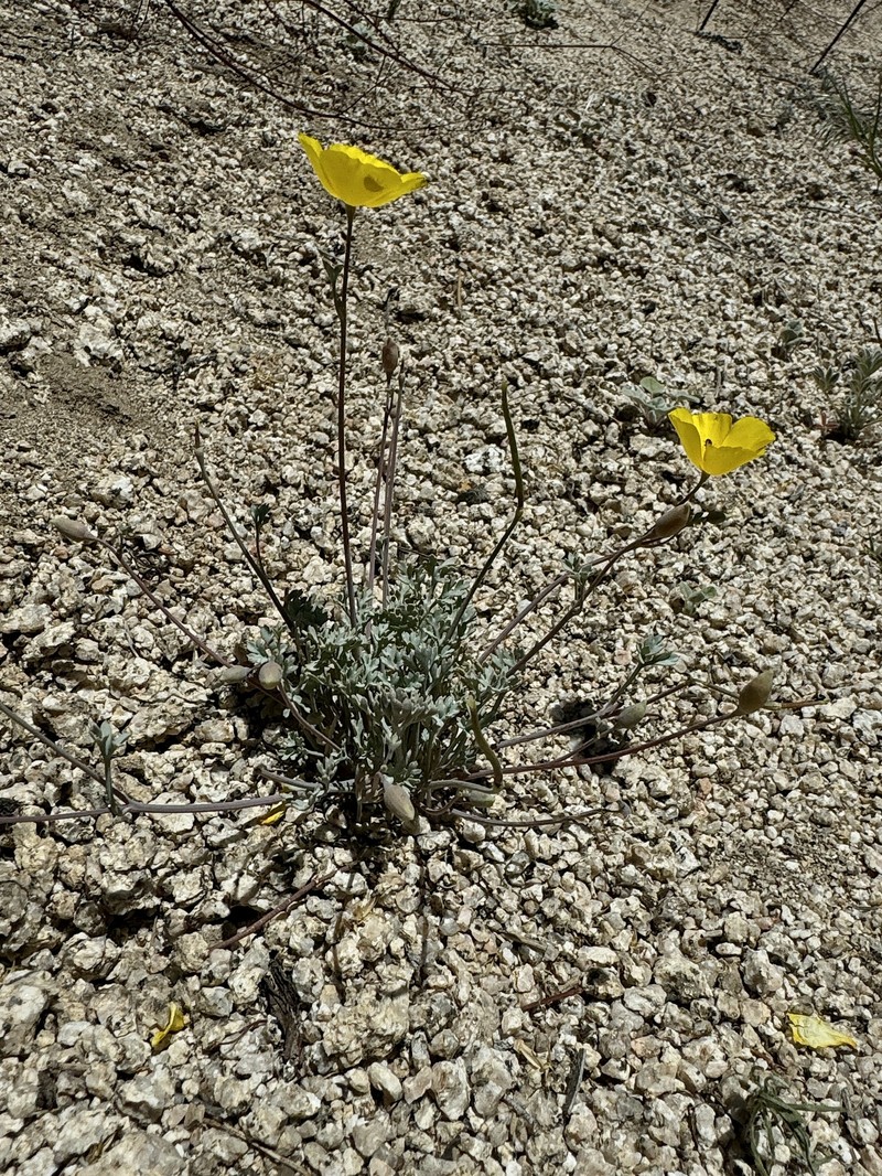 Eschscholzia minutiflora subsp. twisselmannii photo 6