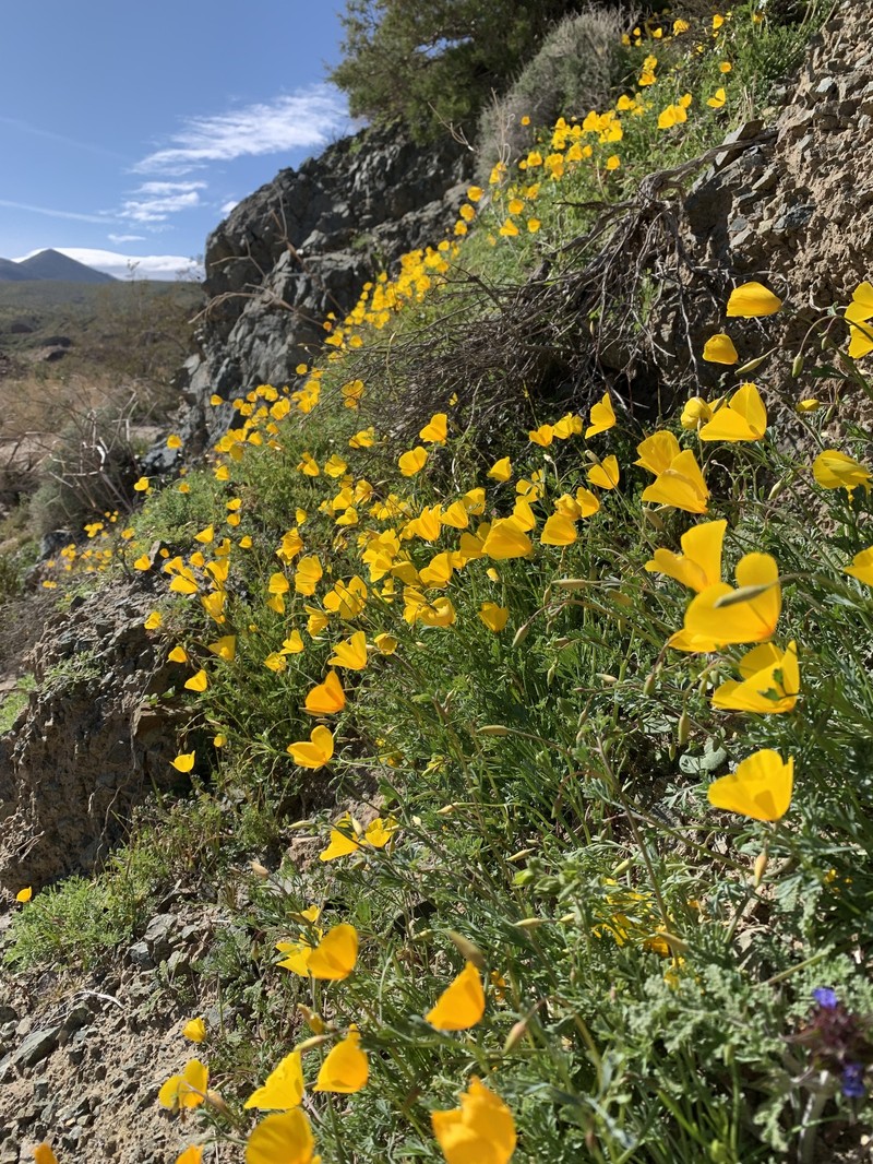 Eschscholzia minutiflora subsp. twisselmannii photo 8