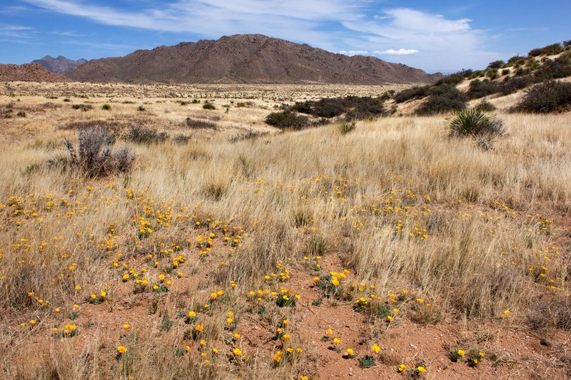 Eschscholzia palmeri