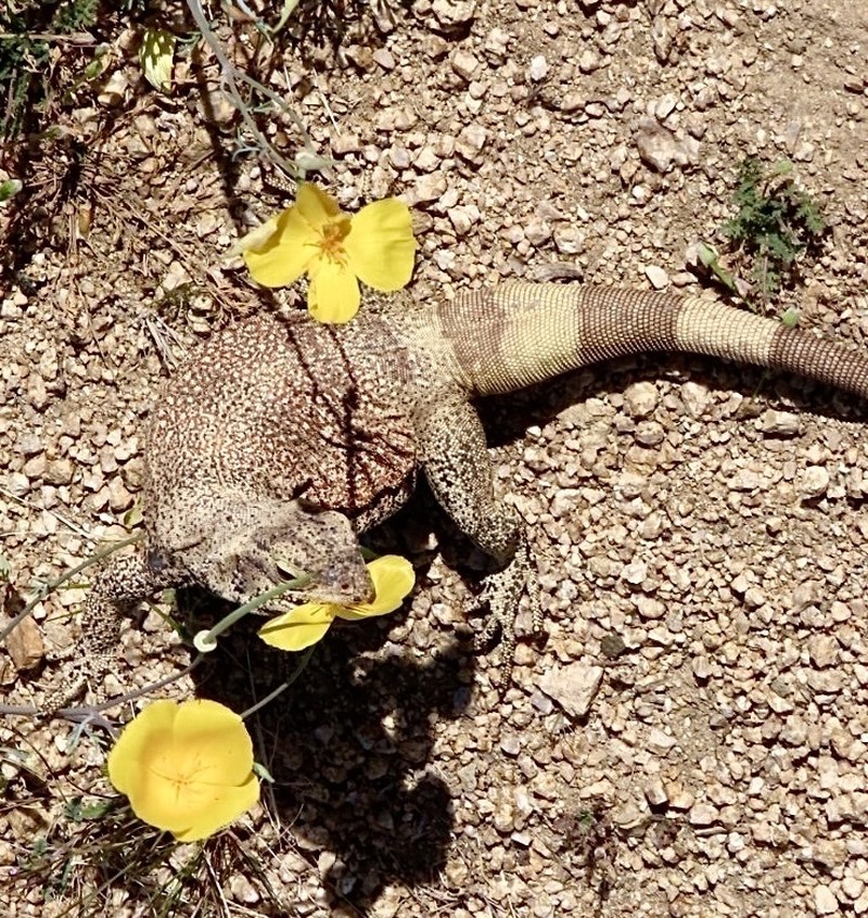 Cryptic Desert Poppy