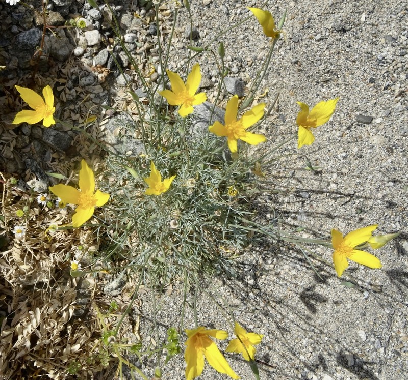 Cryptic Desert Poppy photo 2
