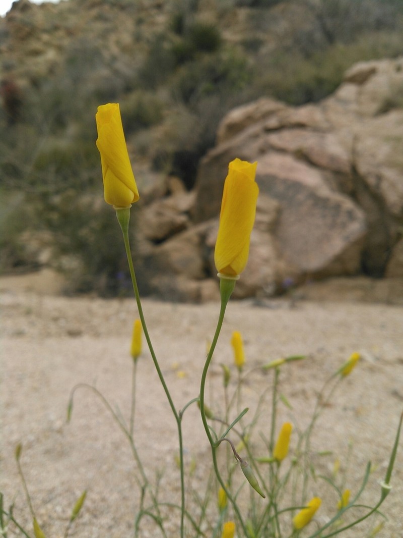 Cryptic Desert Poppy photo 3
