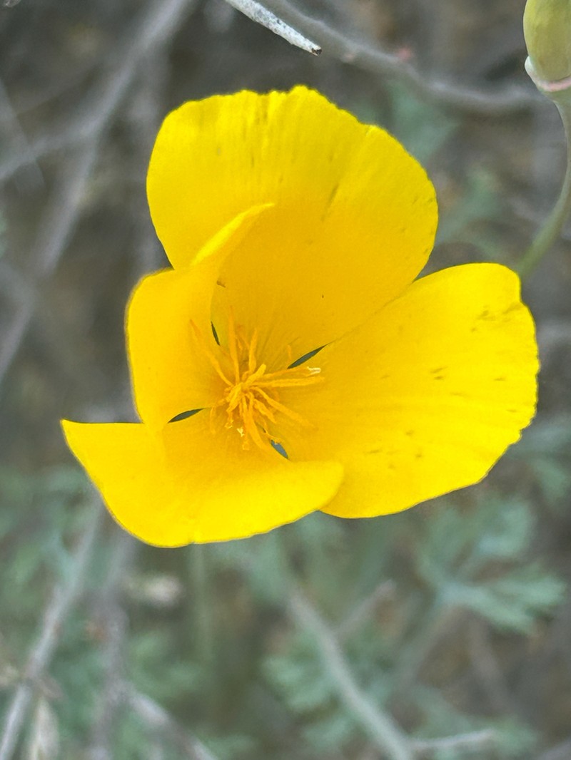 Cryptic Desert Poppy photo 4