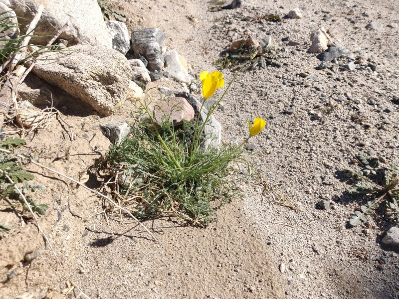 Cryptic Desert Poppy photo 5