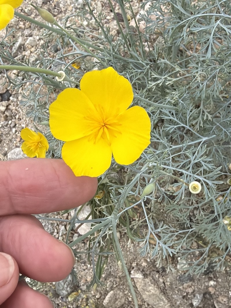 Cryptic Desert Poppy photo 6