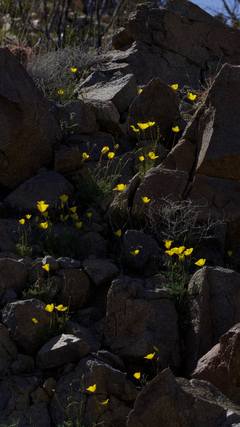 Cryptic Desert Poppy photo 7