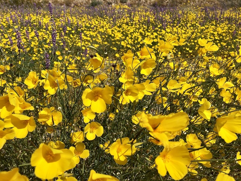 Cryptic Desert Poppy photo 8