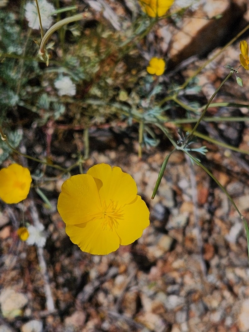 Parish's Poppy
