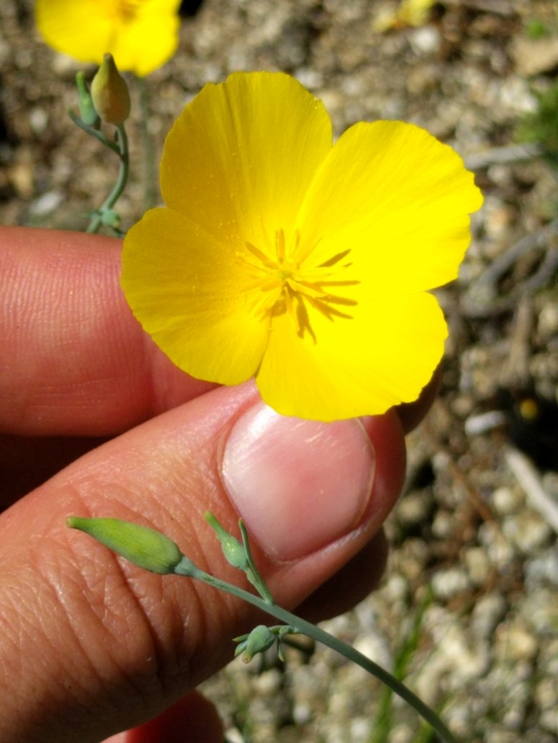 Parish's Poppy photo 3