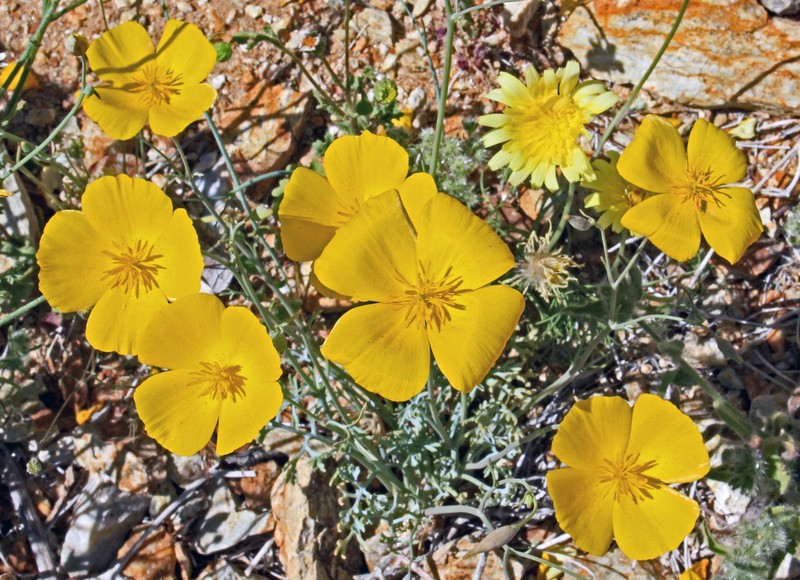 Parish's Poppy photo 4