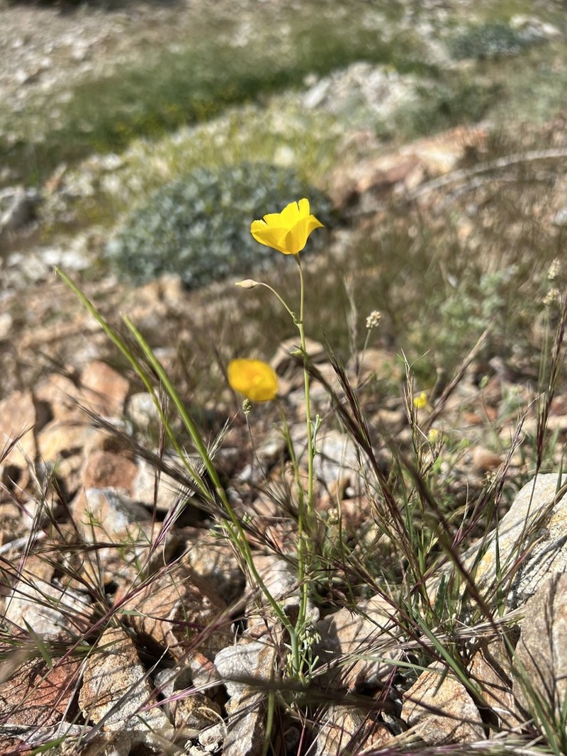 Parish's Poppy photo 5