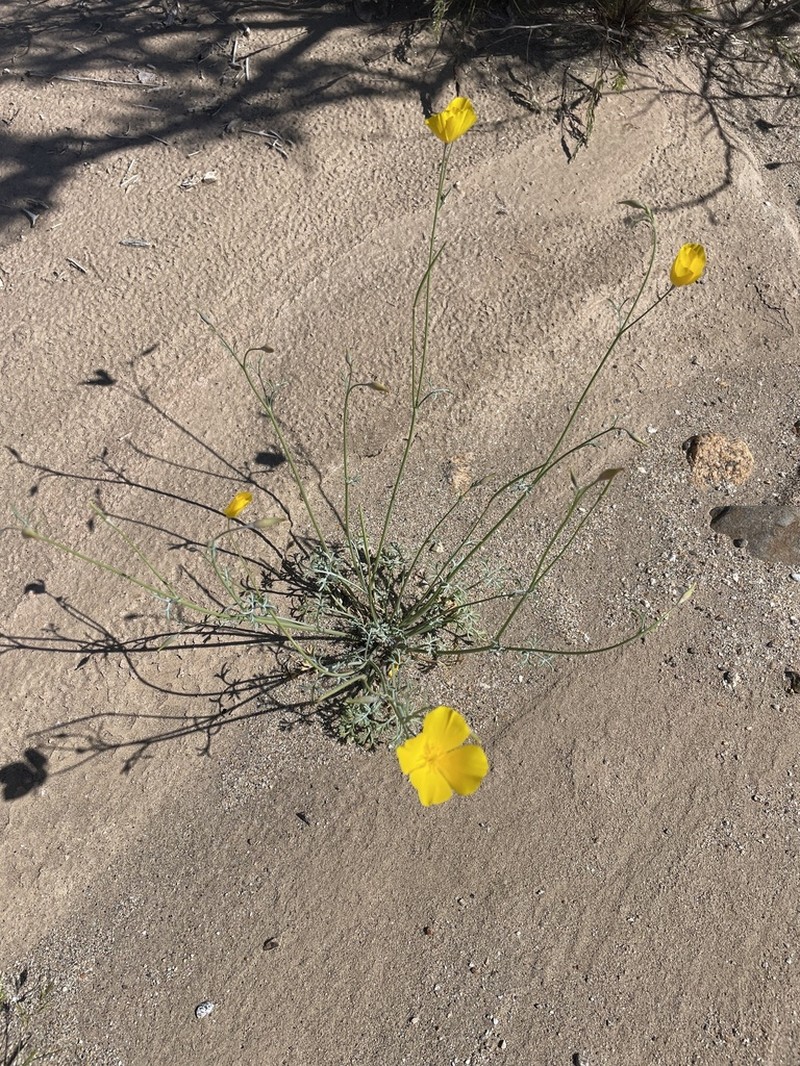 Parish's Poppy photo 6