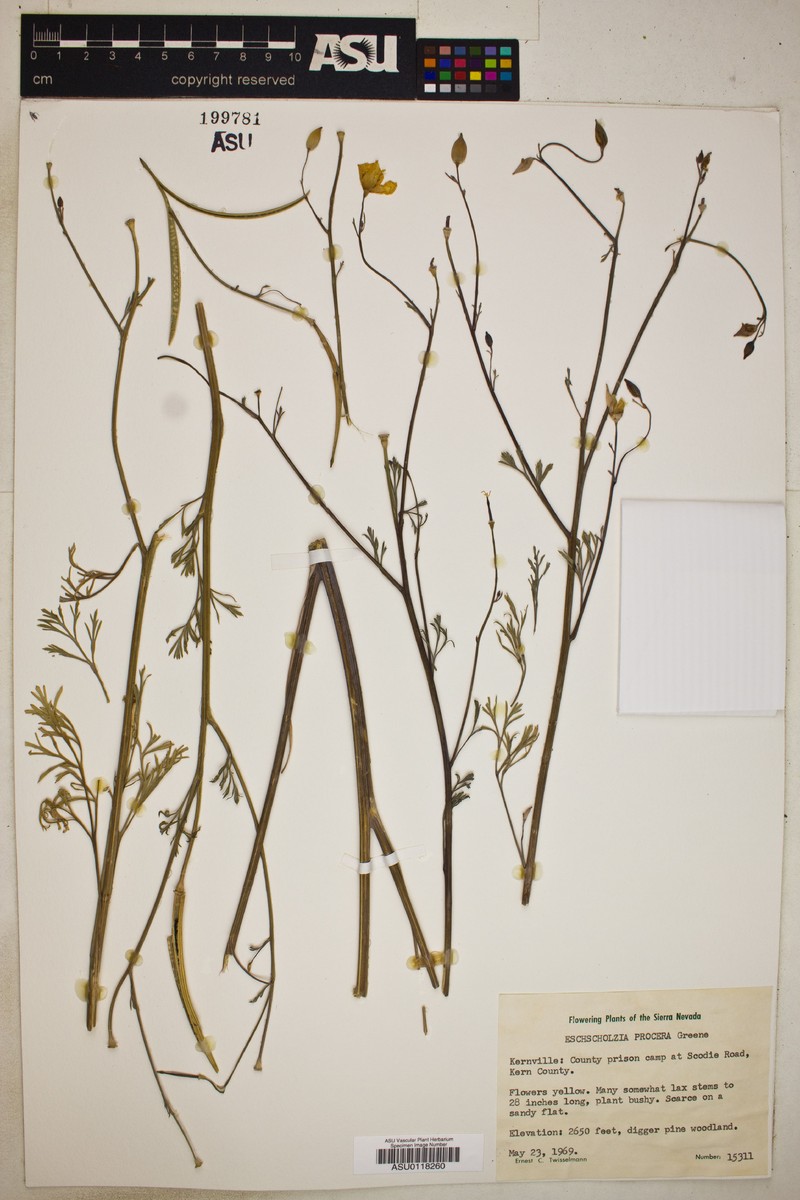 Eschscholzia procera