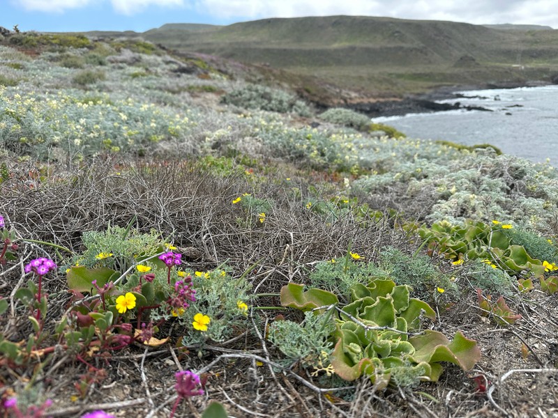 Channel Island Poppy