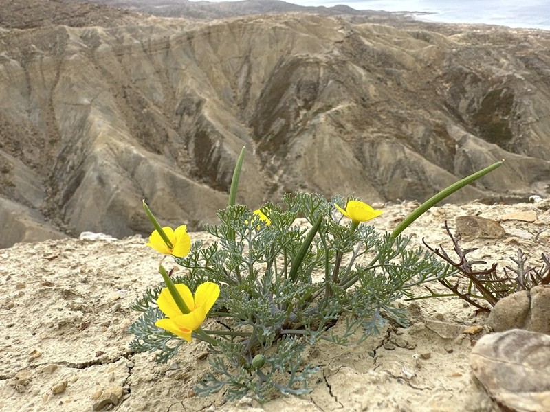 Channel Island Poppy photo 2