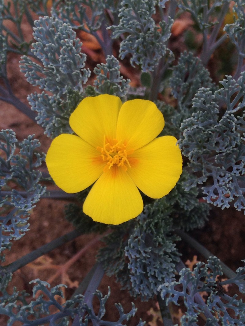 Channel Island Poppy photo 3