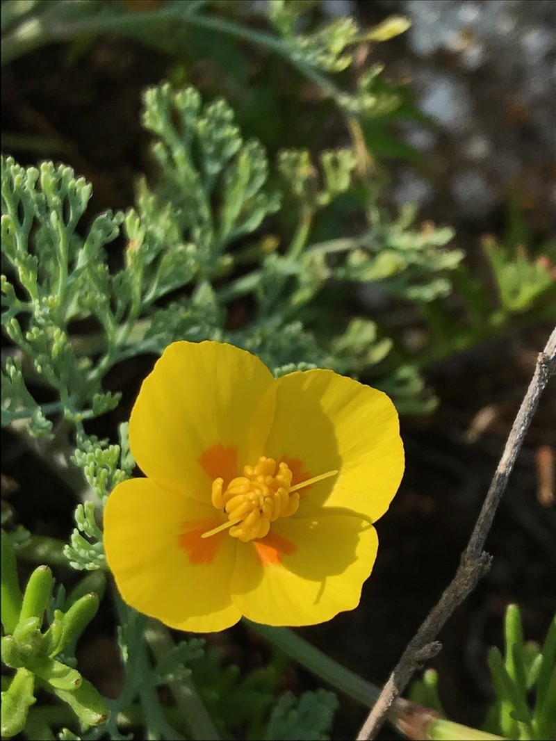 Channel Island Poppy photo 4