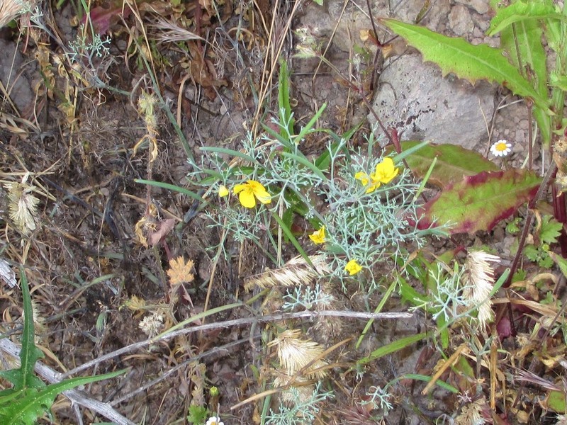 Channel Island Poppy photo 5