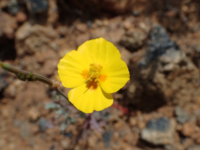 Channel Island Poppy photo 6