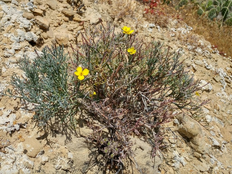 Channel Island Poppy photo 7