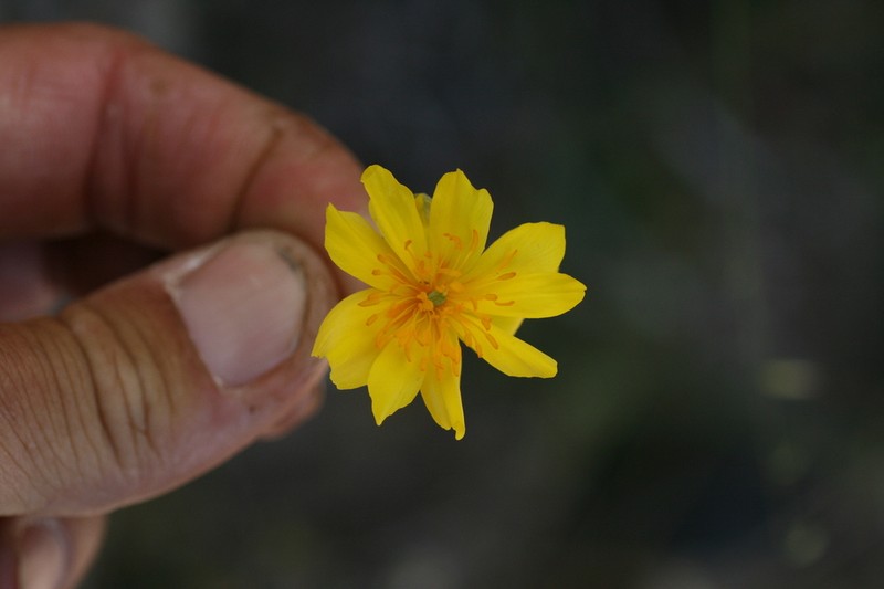 Channel Island Poppy photo 8