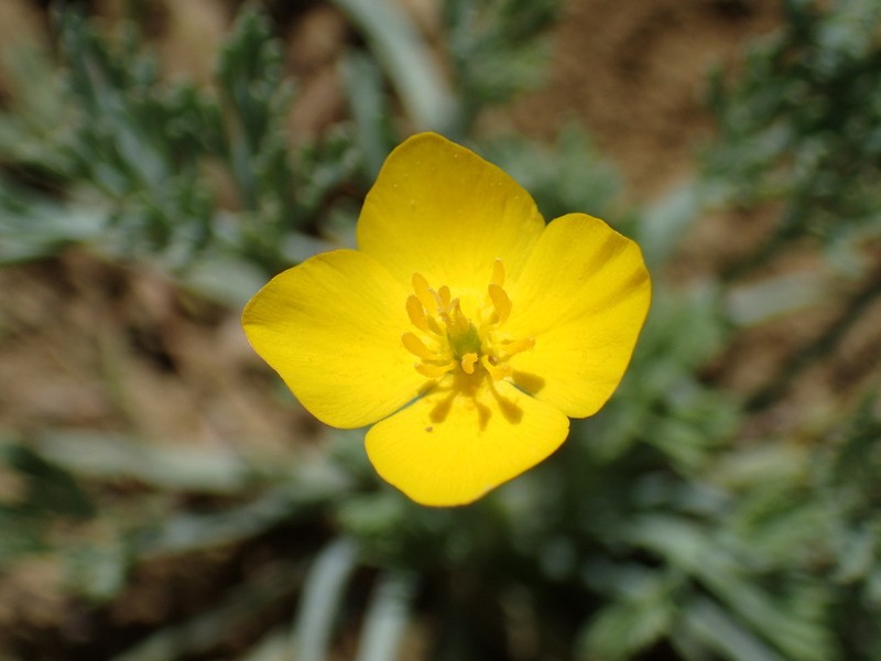 Diamondpetal California Poppy