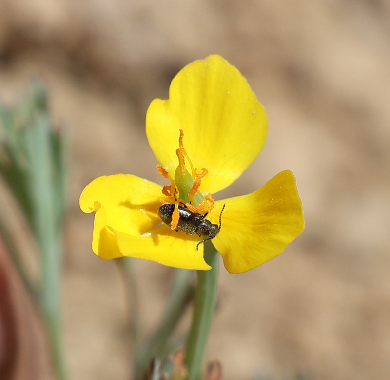 Diamondpetal California Poppy photo 2