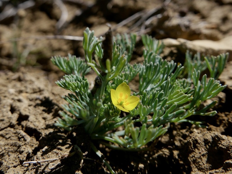 Diamondpetal California Poppy photo 3