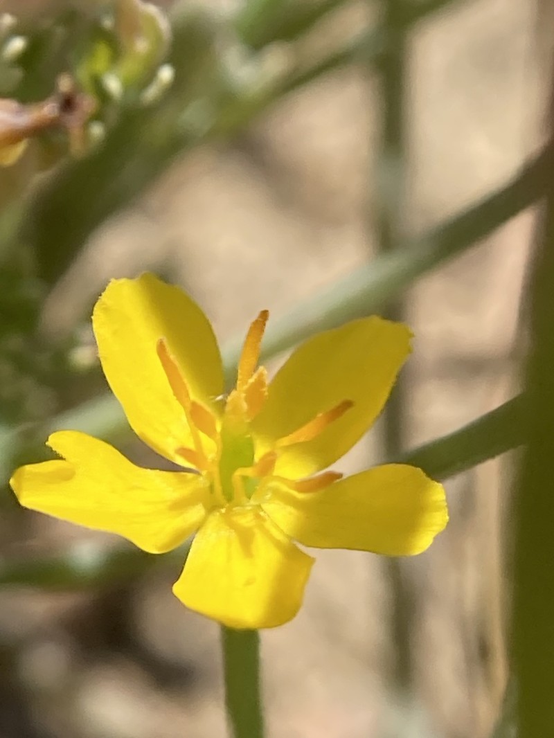Diamondpetal California Poppy photo 5