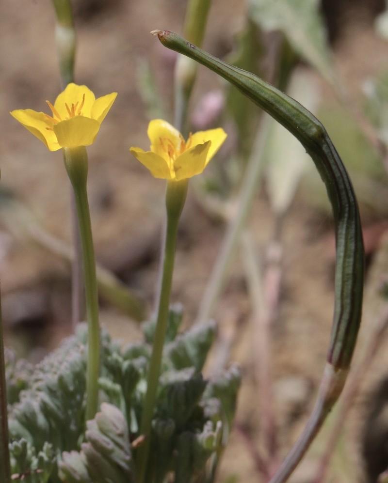 Diamondpetal California Poppy photo 6