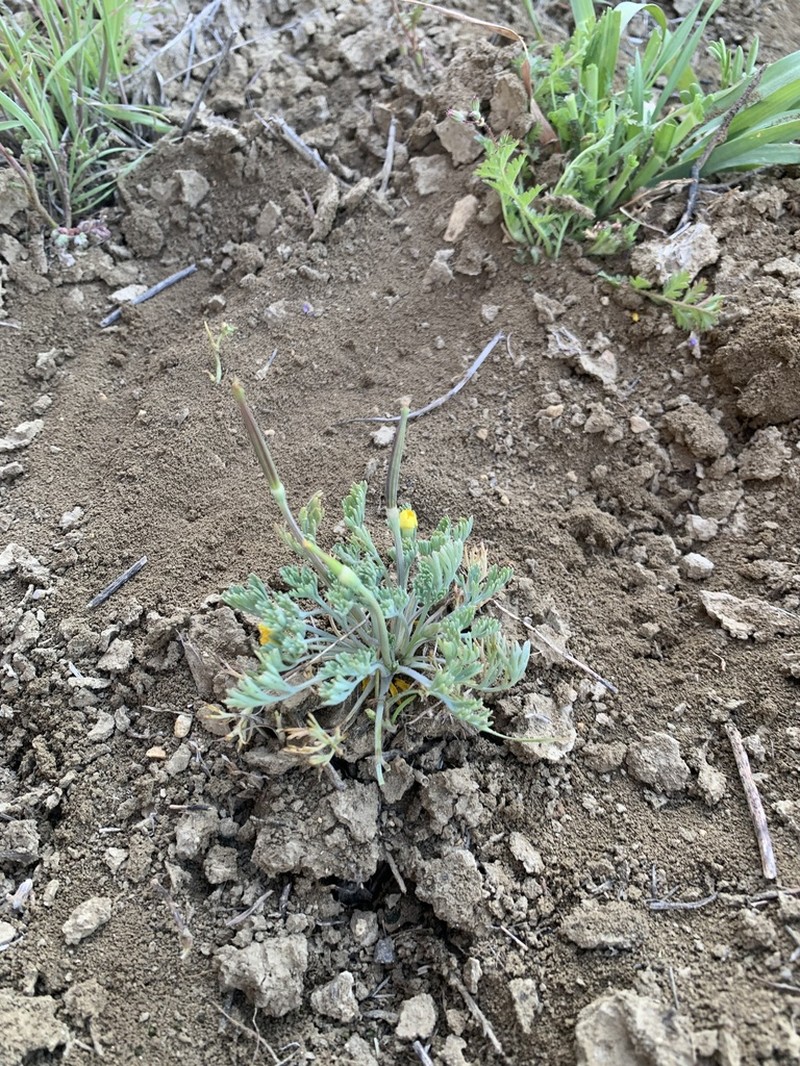 Diamondpetal California Poppy photo 7