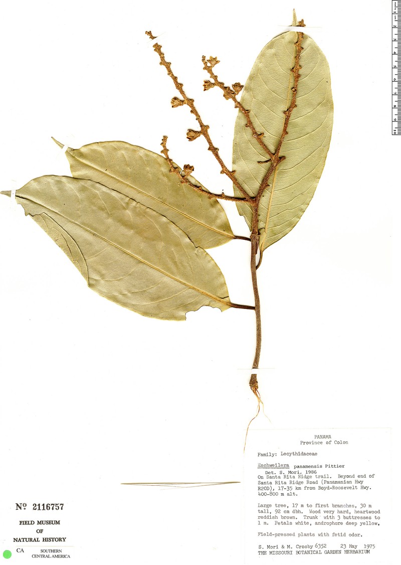 Eschweilera foetulenta