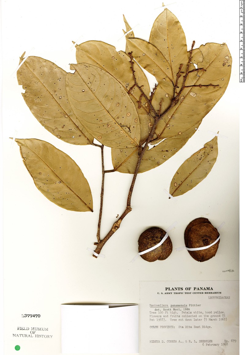 Eschweilera foetulenta photo 2
